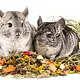 Mealberry Little One Green Valley Chinchillafutter, getreidefrei, 750 Gramm