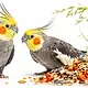 Mealberry RIO Daily Feed for Large Parakeets – Natural & Nutritious!