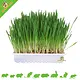 Trixie Knaagdiergras / Kattengras 100 gram voor Knaagdieren en Konijnen