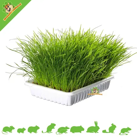 Trixie Rodent Grass / Cat Grass 100 grams for Rodents and Rabbits