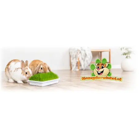 Trixie Nagergras / Katzengras 100 Gramm für Nagetiere und Kaninchen