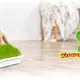 Trixie Herbe à rongeurs / Herbe à chat 100 grammes pour rongeurs et lapins