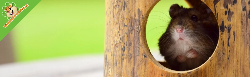 Hoe groot moet de opening van een hamsterhuisje zijn?