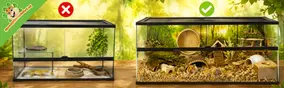Waarom reptielenterrariums niet geschikt zijn voor knaagdieren