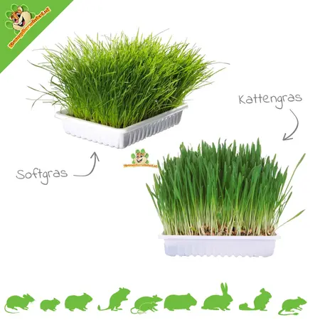 Trixie Trawa dla gryzoni / Trawa dla kotów 100 gramów dla gryzoni i królików
