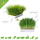 Trixie Hierba para roedores/hierba para gatos, 100 gramos, para roedores y conejos.