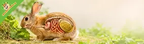 Het spijsverteringssysteem van het konijn