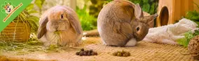 Waarom eet mijn konijn zijn eigen keutels? Alles over cecotrofen