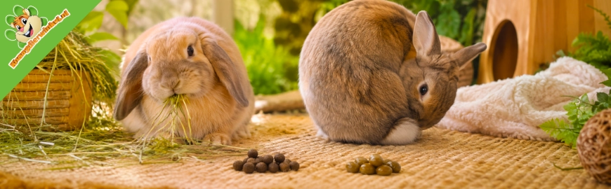 Waarom eet mijn konijn zijn eigen keutels? Alles over cecotrofen