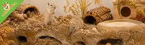 Gerbils verzorgen: gedrag, verblijf en natuurlijke behoeften