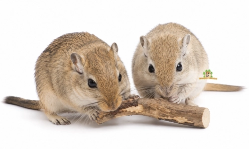 gerbils knagen aan knaaghout