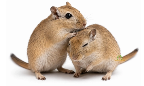 gerbils verzorgen elkaar sociaal gedrag