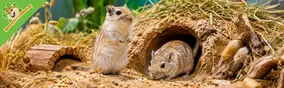 Gerbils samen houden: sociaal gedrag en territorium begrijpen