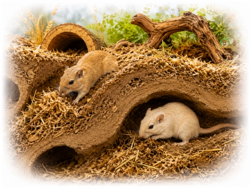 twee mongoolse gerbils zijn lekker aan het graven in bodembedekking en tunnels aan het maken