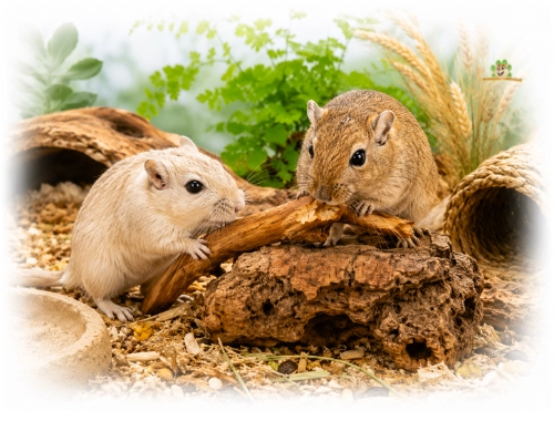 twee mongoolse gerbils knagen aan knaagmateriaal hout en wortels