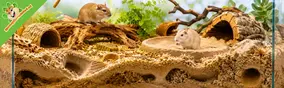 Gerbilverblijf inrichten: zo maak je een natuurlijke leefomgeving