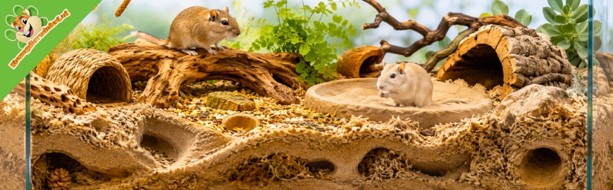 Gerbilverblijf inrichten: zo maak je een natuurlijke leefomgeving