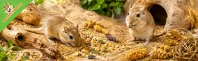 Gerbilvoeding en foerageren: zo voer je gerbils natuurlijk en bewust
