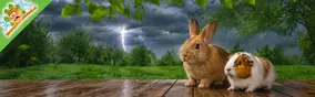Onweer op komst? Zo bescherm je konijnen en cavia’s buiten