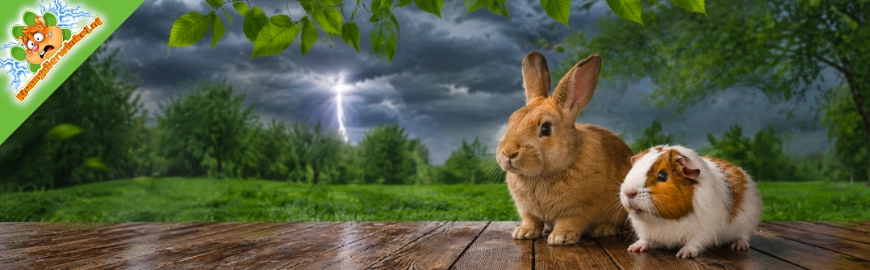 Onweer op komst? Zo bescherm je konijnen en cavia’s buiten