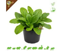 Fresh Organic Plantain Plant