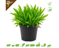 Verse BIO Weegbree Plant