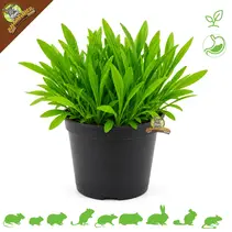 Banane plantain bio fraîche