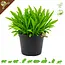 Knaagdier Kruidenier Verse BIO Weegbree Plant