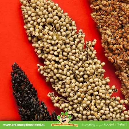 Mealberry Mezcla de Mazorcas de Sorgo Dari Rojo Blanco Negro para pequeños roedores y aves