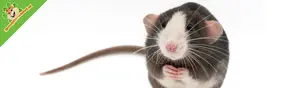 Ratten trainen volgens onderzoek