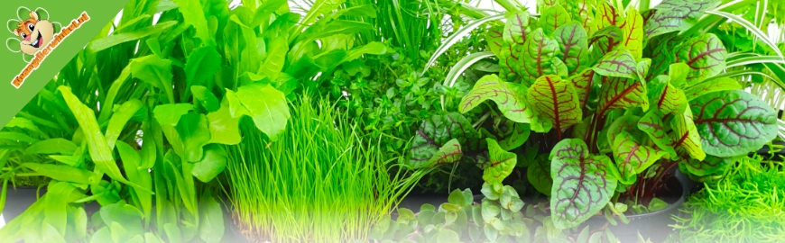 Summer is coming to an end: what changes for our fresh plants?