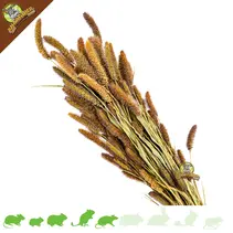 Récolte de Millet Italien en Grappe