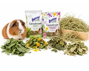 Cavia Suikerarm