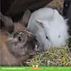 Witte Molen PUUR Wiesenheu mit Blüten, 500 Gramm