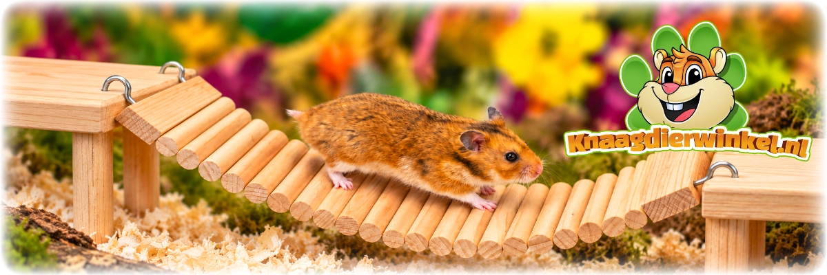 arcade watchbox ondergronds huis hamster