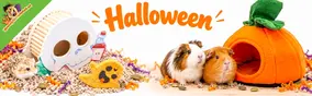 Halloween pour les rongeurs et les lapins : des idées pour leur habitat
