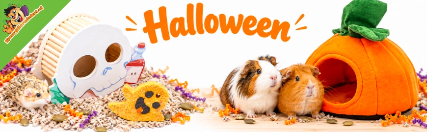 Halloween pour les rongeurs et les lapins : des idées pour leur habitat