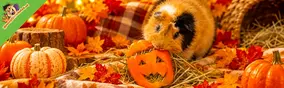 Halloween voor cavia’s: maak een paprika-pompoentje met hooi