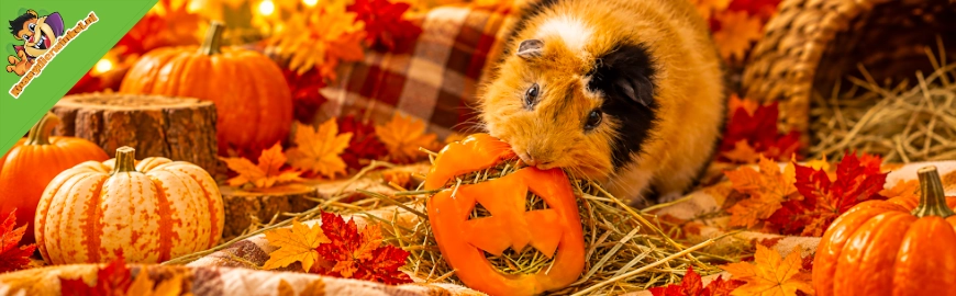 Halloween voor cavia’s: maak een paprika-pompoentje met hooi