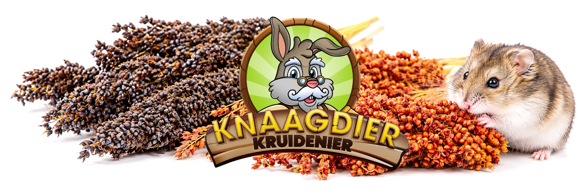 knaagdier kruidenier dari kolf sorghum oogst knaagdier hamster