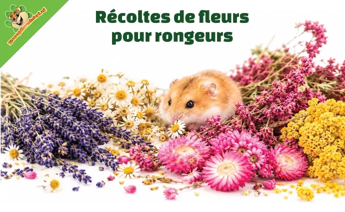 Bloemen oogst voor knaagdieren NL