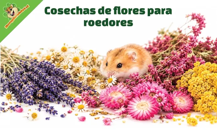 Bloemen oogst voor knaagdieren NL