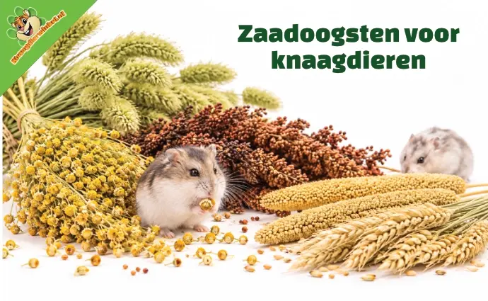 Zaadoogsten voor knaagdieren NL