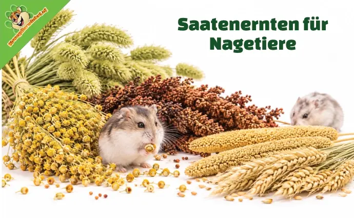 Zaadoogsten voor knaagdieren DE