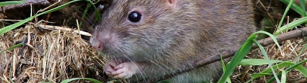 Ratten leven langer op inuline dieet