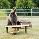 Trixie Houten Plateaus 37 cm voor Knaagdieren & Konijnen