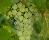 Wat is Riesling?