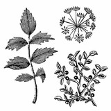 Stamperia Natural Rubber Stamp Herbarium (WTKCC150)