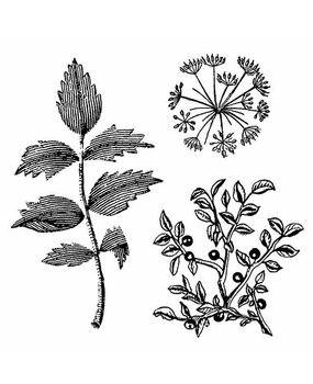 Stamperia Natural Rubber Stamp Herbarium (WTKCC150)