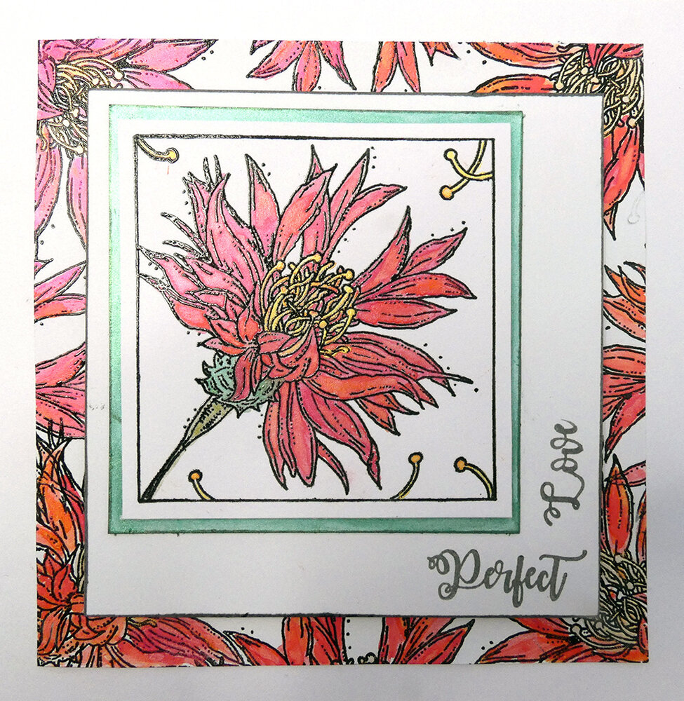 IndigoBlu Colour Me Aster A6 Rubber Stamps (IND0746) IndigoBlu Colour Me Aster A6 Rubber Stamps (IND0746)